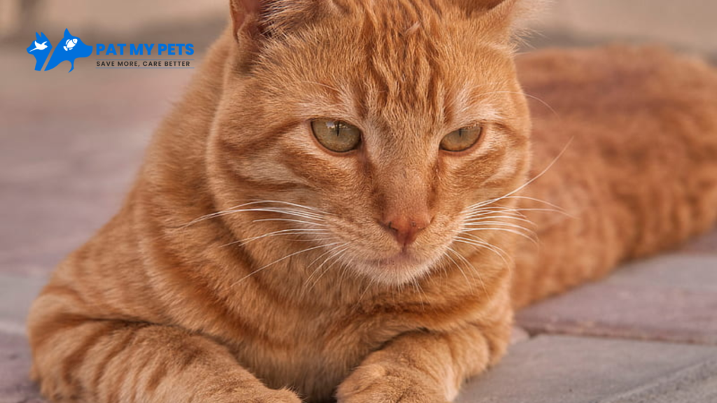 Arabian Mau Cat