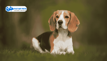 Beagle Dog Breed
