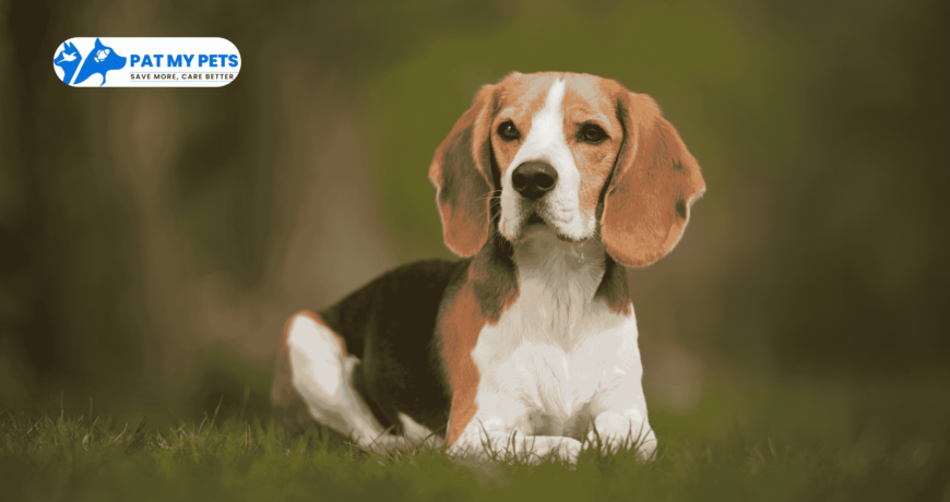 Beagle Dog Breed