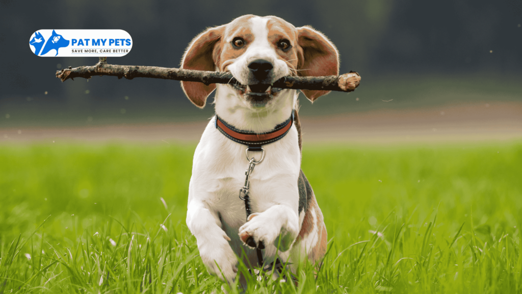 Beagle Dog Price: All you Need to Know Before Adopt or Buy Them 2 Beagle Dog breed