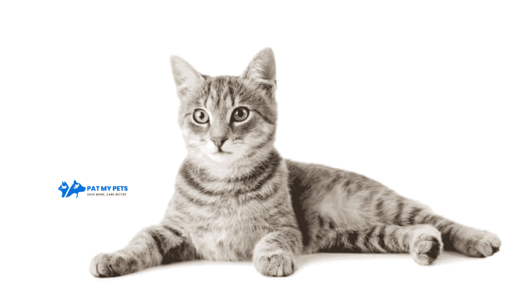 California Spangled cat breed