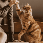 Cat Breeds for the Indian Climate All You Need to Know