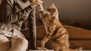 Cat Breeds for the Indian Climate All You Need to Know
