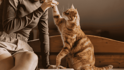 Cat Breeds for the Indian Climate All You Need to Know