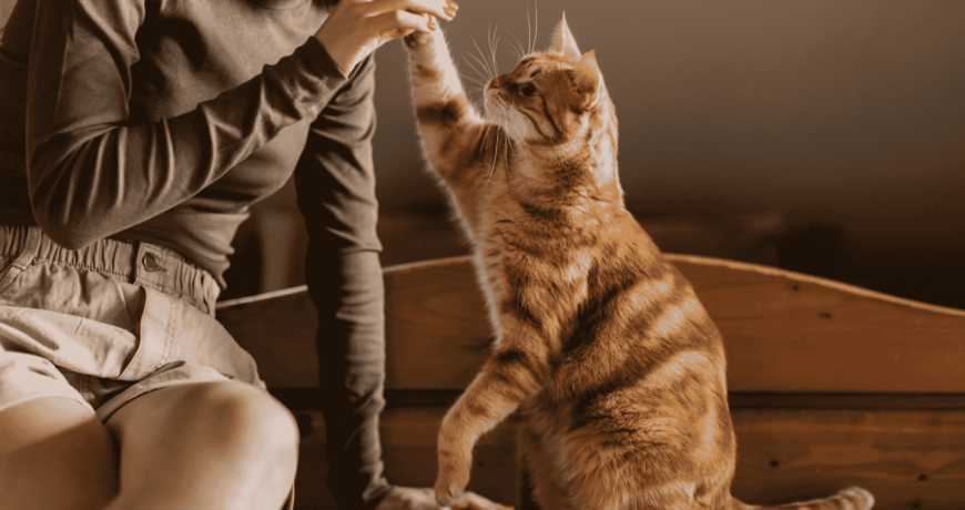 Cat Breeds for the Indian Climate All You Need to Know