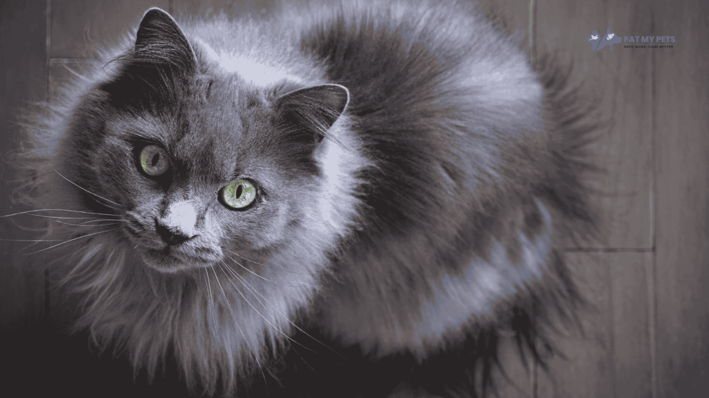 Chantilly-Tiffany cat breed