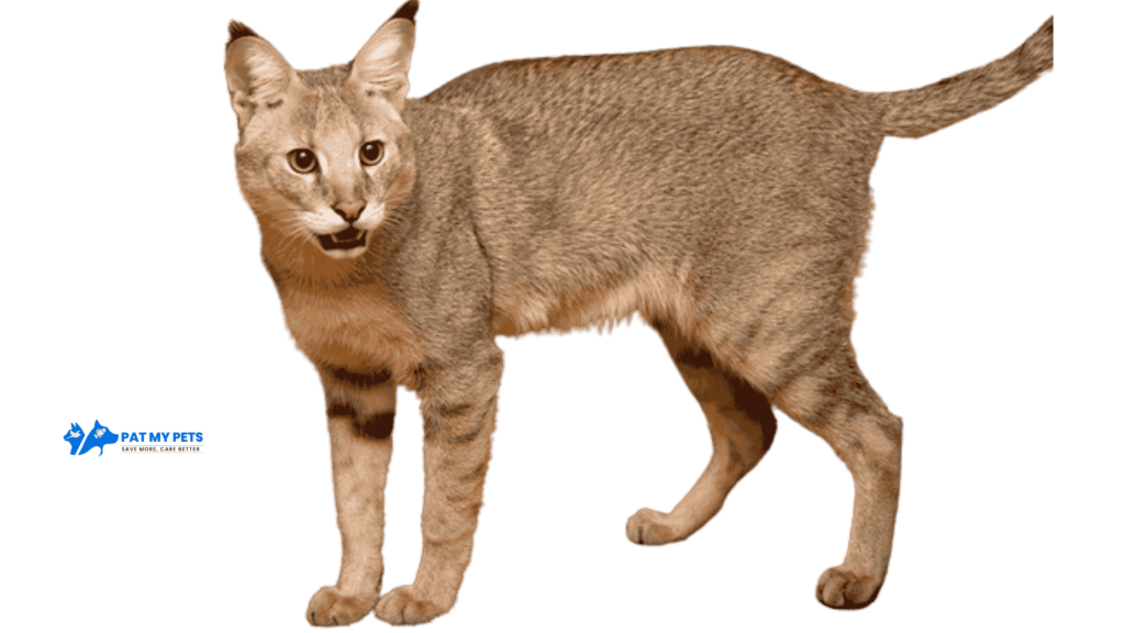Chausie cat breed
