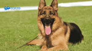 Pet Grooming at Home in Hyderabad 13 German Shepherd Dog Price: All you Need to Know Before Adopt or Buy Them