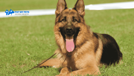German Shepherd Dog Price: All you Need to Know Before Adopt or Buy Them