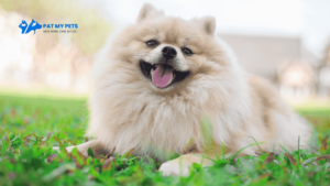 Pet Grooming at Home in Hyderabad 13 Pomeranian Dog Price in India