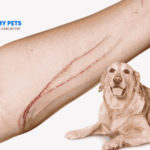 What Happens If a Dog Nail Scratches You?