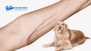 What Happens If a Dog Nail Scratches You?
