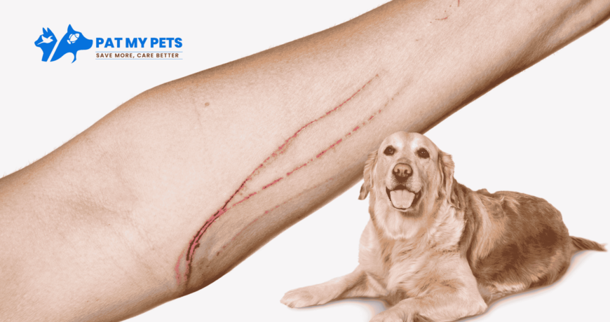 What Happens If a Dog Nail Scratches You?
