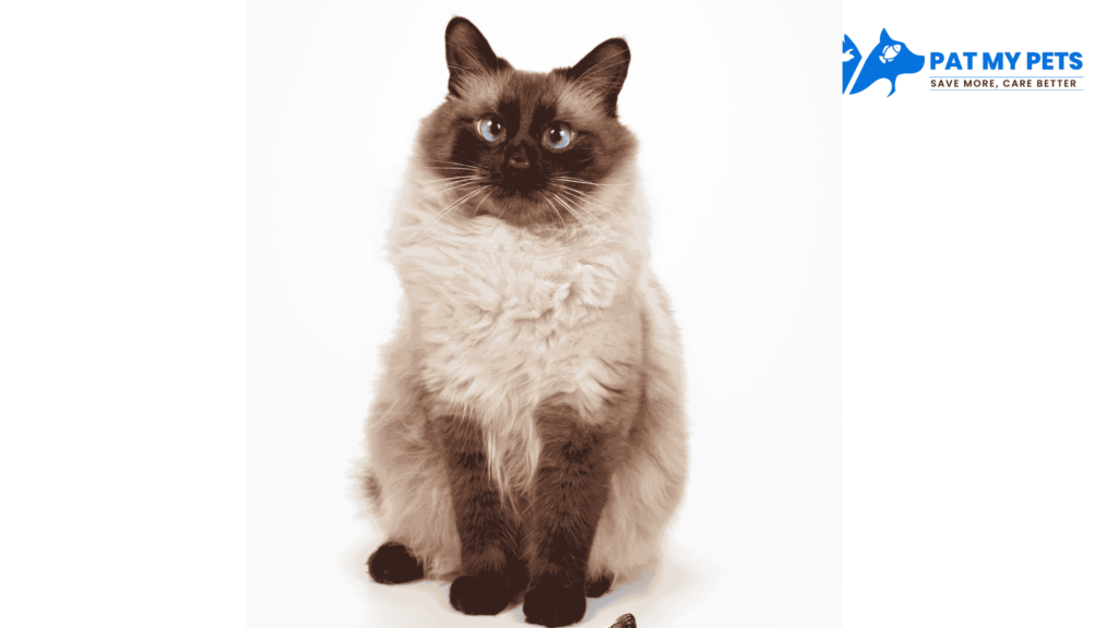 balinese cat breed