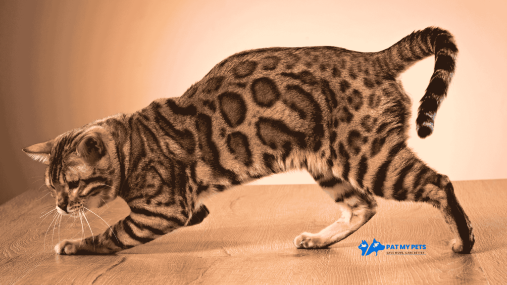 bengal cat breed