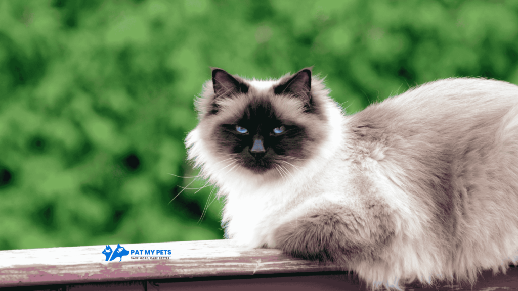 birman cat breed