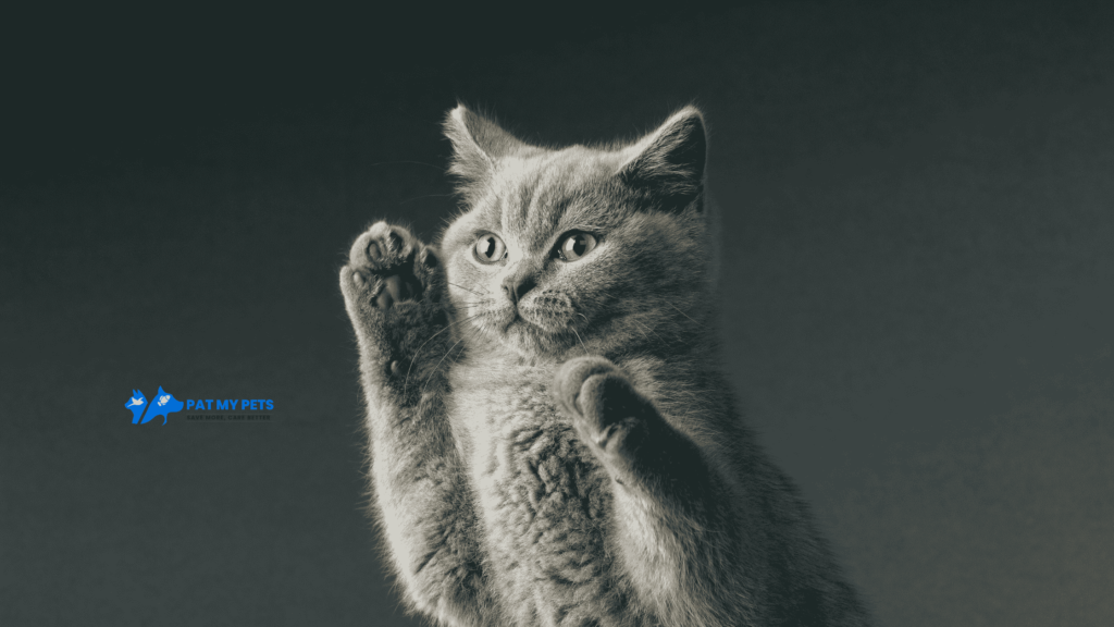 bitish shorthair cat breed