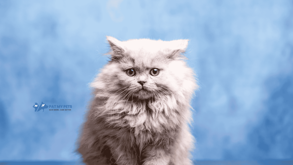 british longhair cat breed