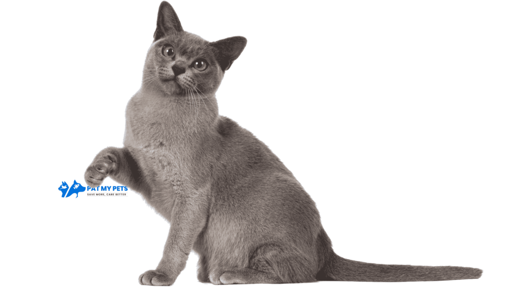 burmese cat breed