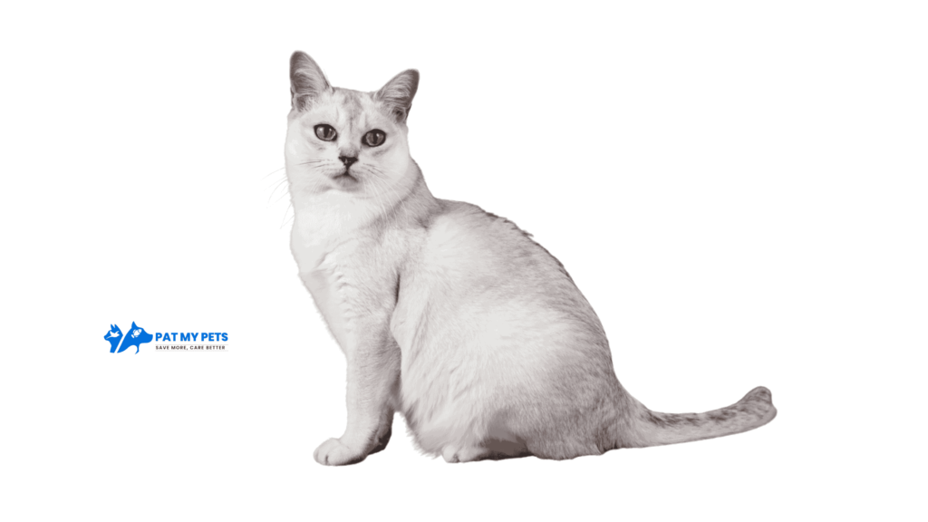 burmilla cat breed