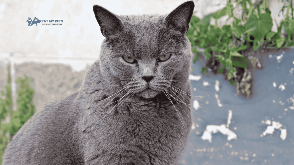 chartreux cat breed