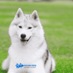 husky dog breed