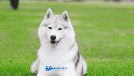 husky dog breed