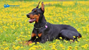 At Home Pet Grooming Service 33 Doberman Dog Breed Price