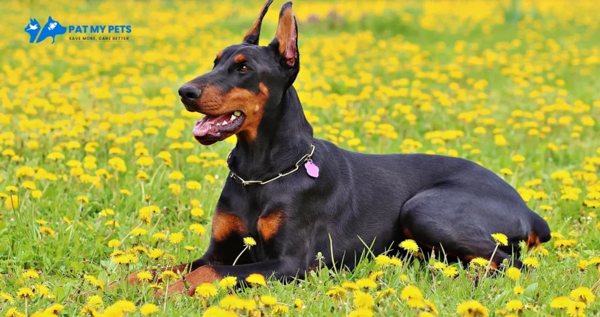 Doberman Dog Breed Price