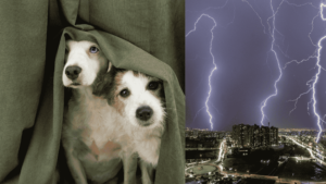 At Home Pet Grooming Service 54 Dog Afraid form Thunderstorm