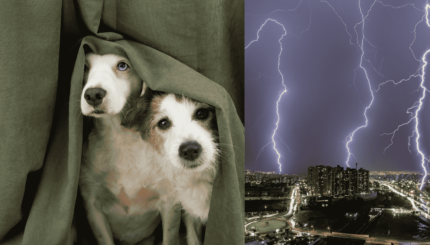 Dog Afraid form Thunderstorm