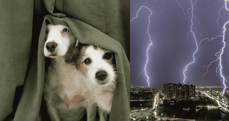 Dog Afraid form Thunderstorm