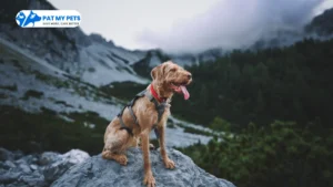 Pet Grooming Services at Home in Faridabad 33 no pull dog harness