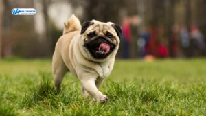 Pet Grooming at Home in Hyderabad 13 Pug Dog Breed