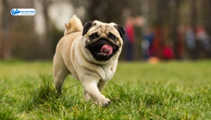 Pug Dog Breed