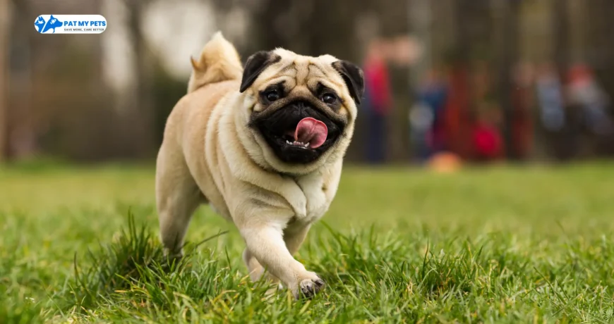 Pug Dog Breed