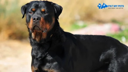rottweiler dog price