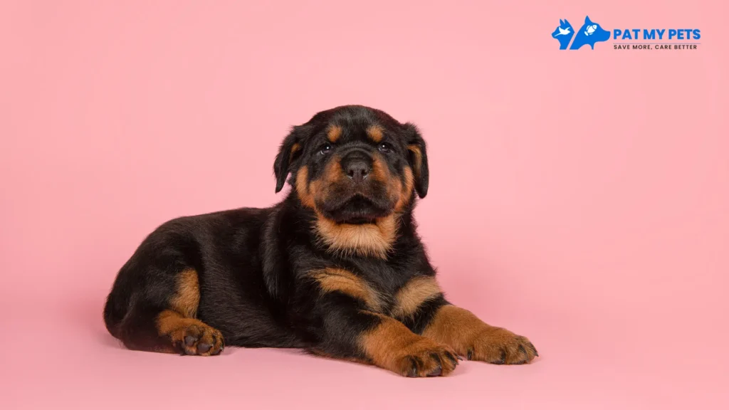 Rottweiler Dog Price in India: Know Them Before Adopting or Buying 3 rottweiler puppy price