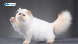 Pet Grooming Services at Home in Faridabad 33 persian cat