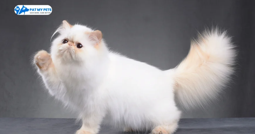 persian cat