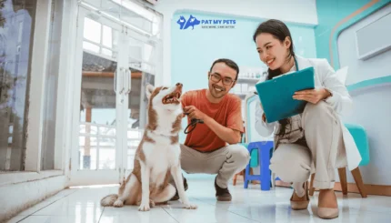 The 6 Most Common Dog Health Issues And What to Watch For