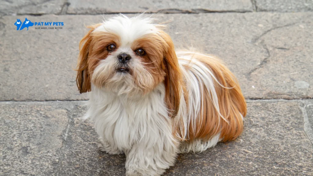price shih tzu hound