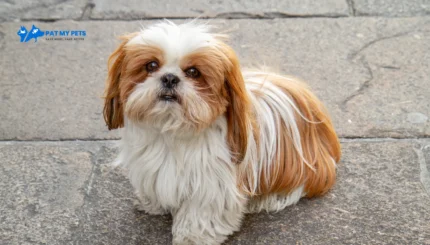 shih-tzu dog price