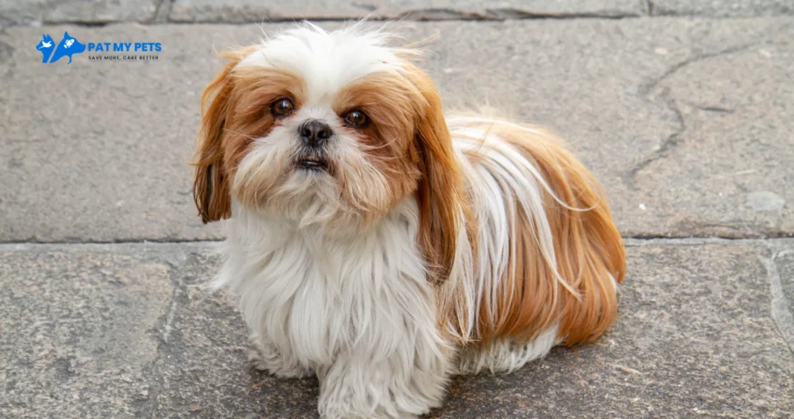 shih-tzu dog price
