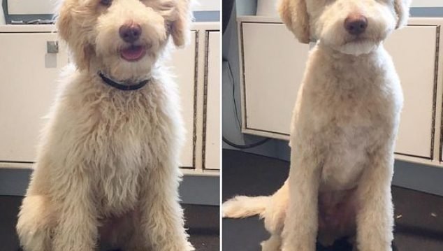 Patmypets-pet-grooimg-clients-1