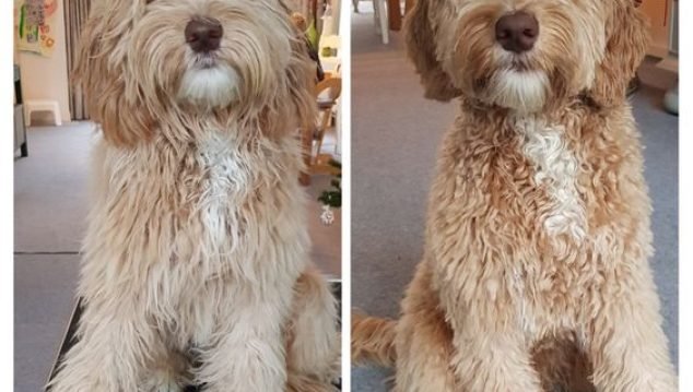 patmypets-client-pet-grooming-delhi