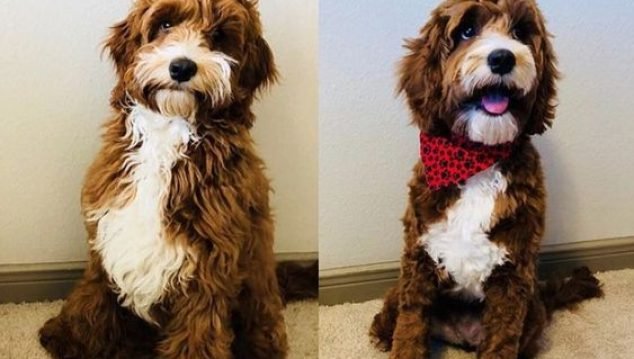 patmypets-client-pet-grooming